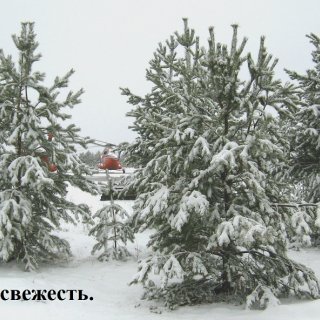 Автор: Сергей Мутовин